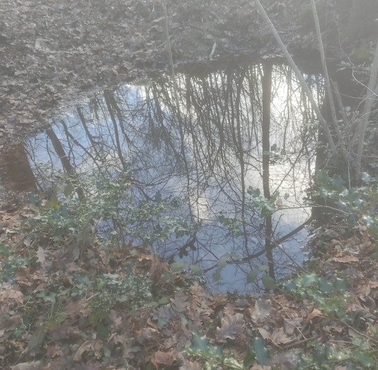 Newt pond reflections