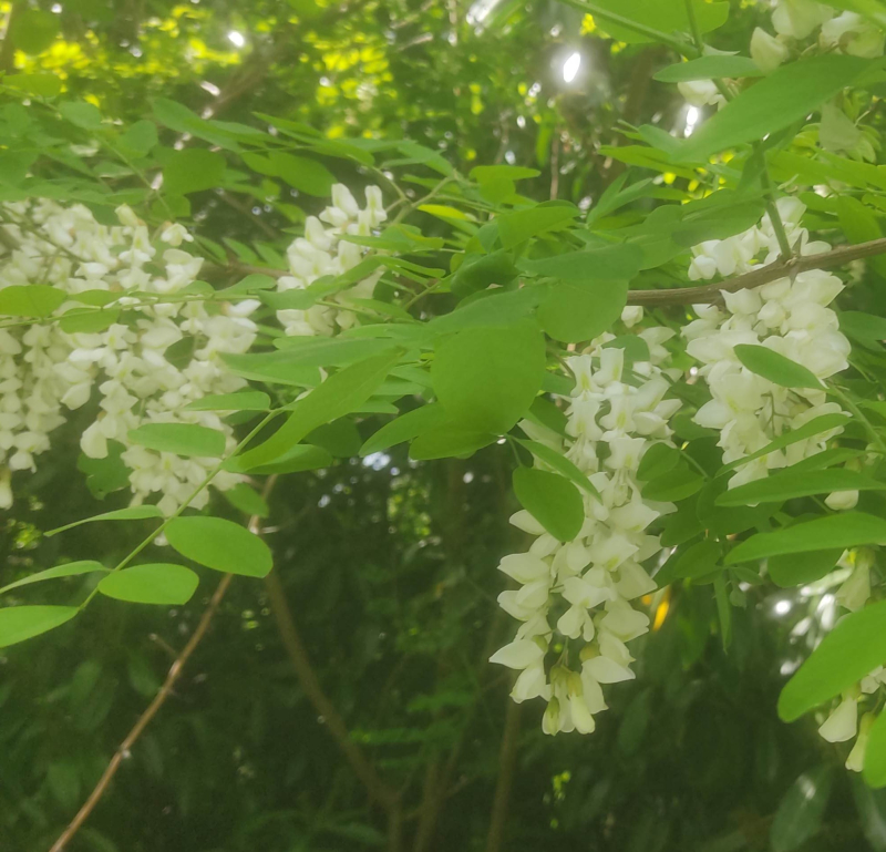 False acacia flowers