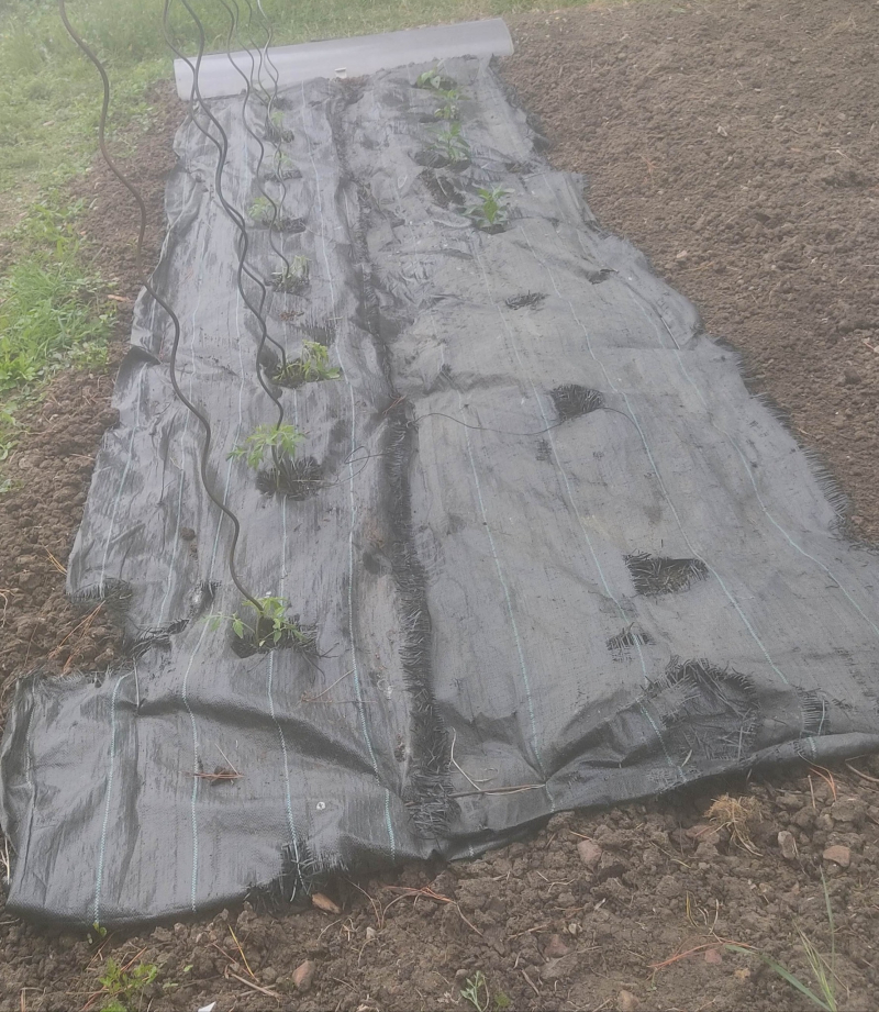 Tomatoes and peppers