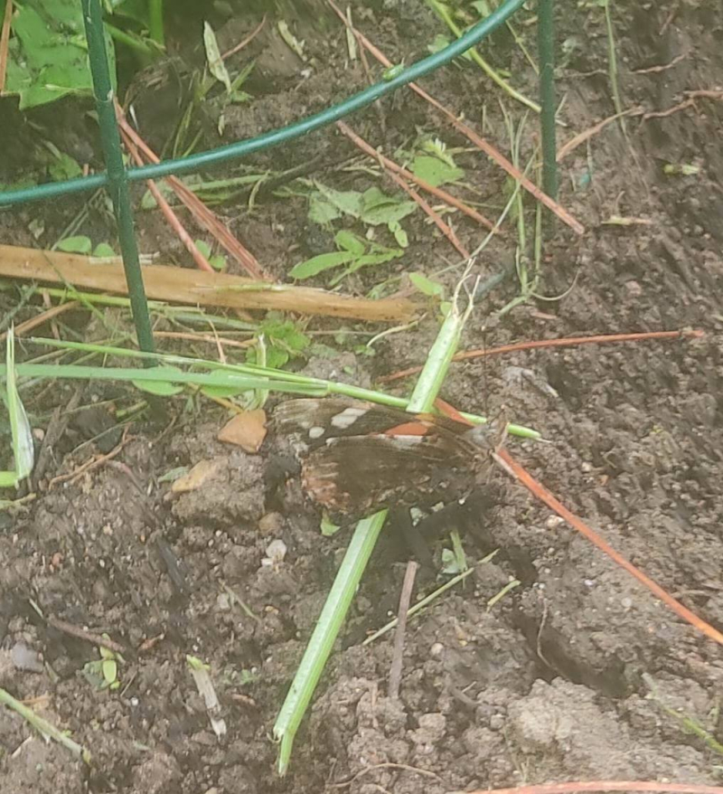 Red admiral
