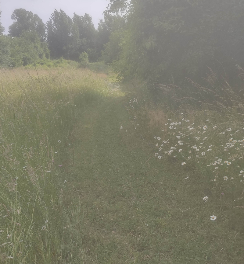 No mow path