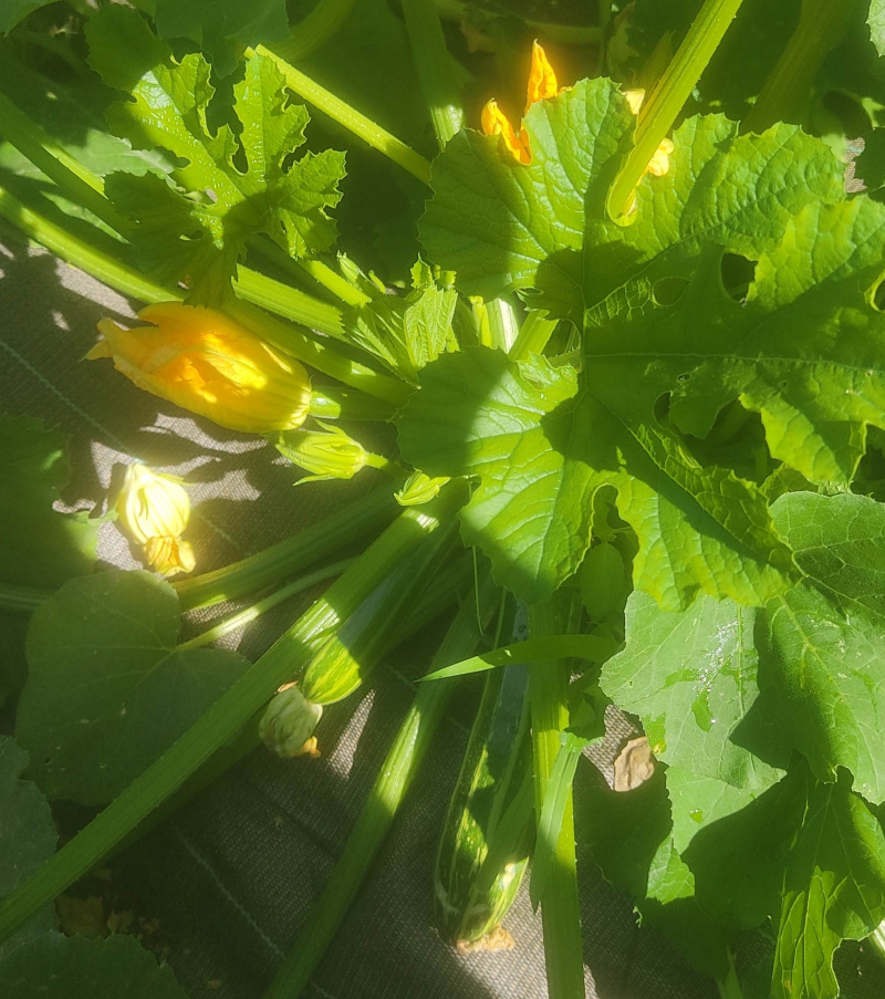 Courgette rampant