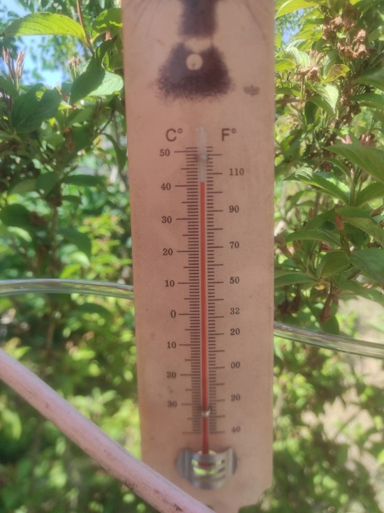 Scorchio