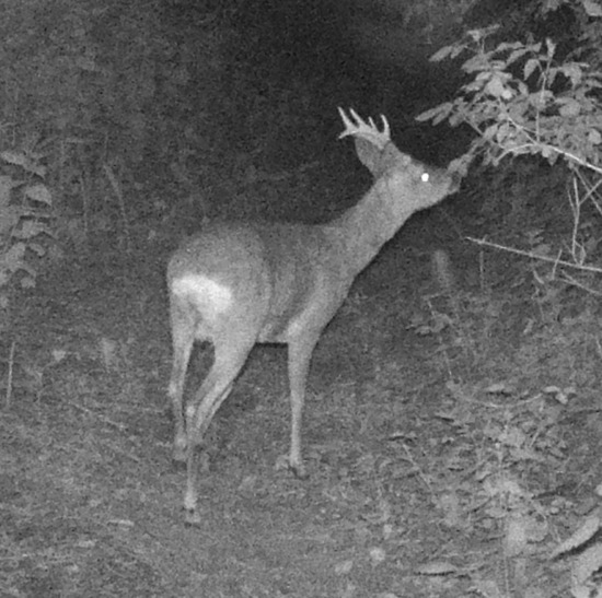April stag