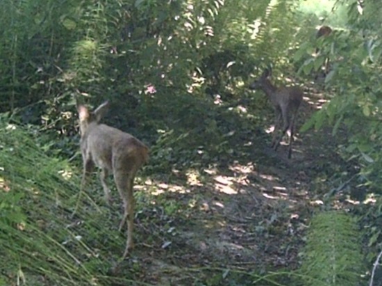 June deer