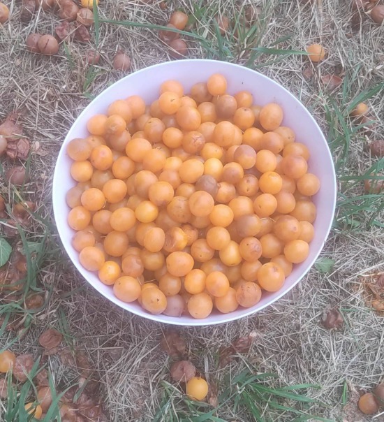 Over ripe mirabelles