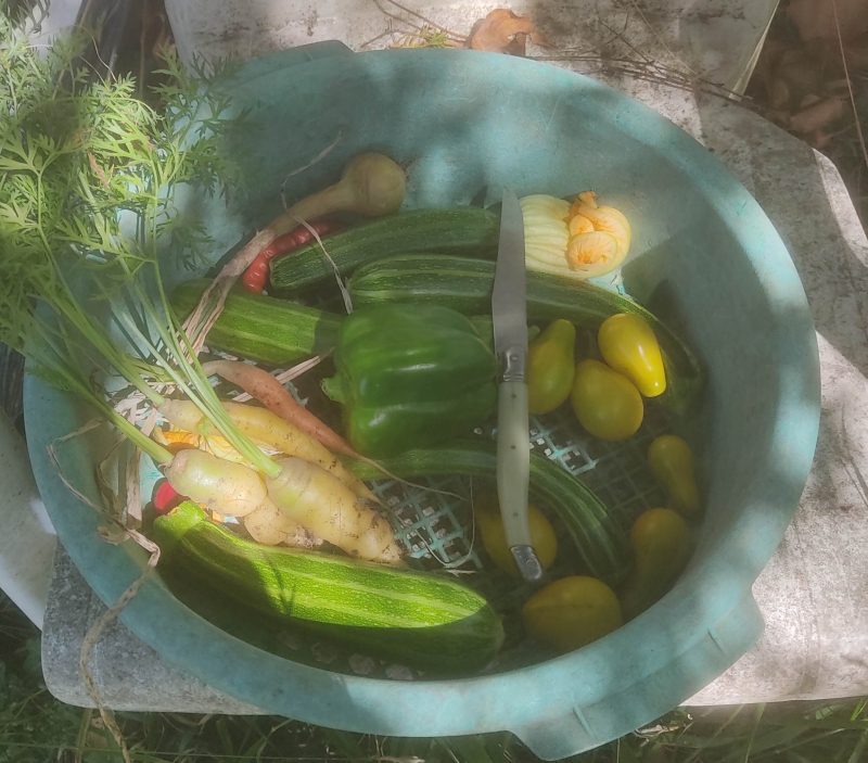Todays pickings
