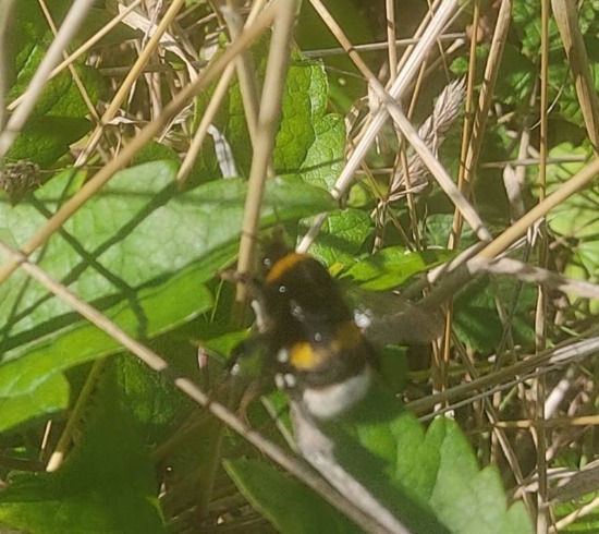 Bumble bee