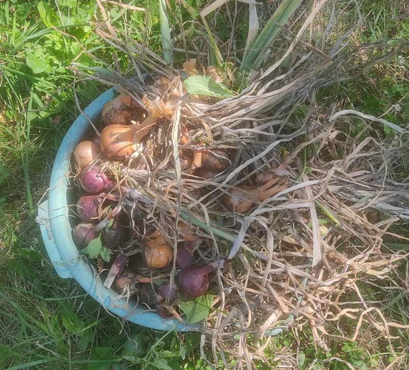 Onion harvest