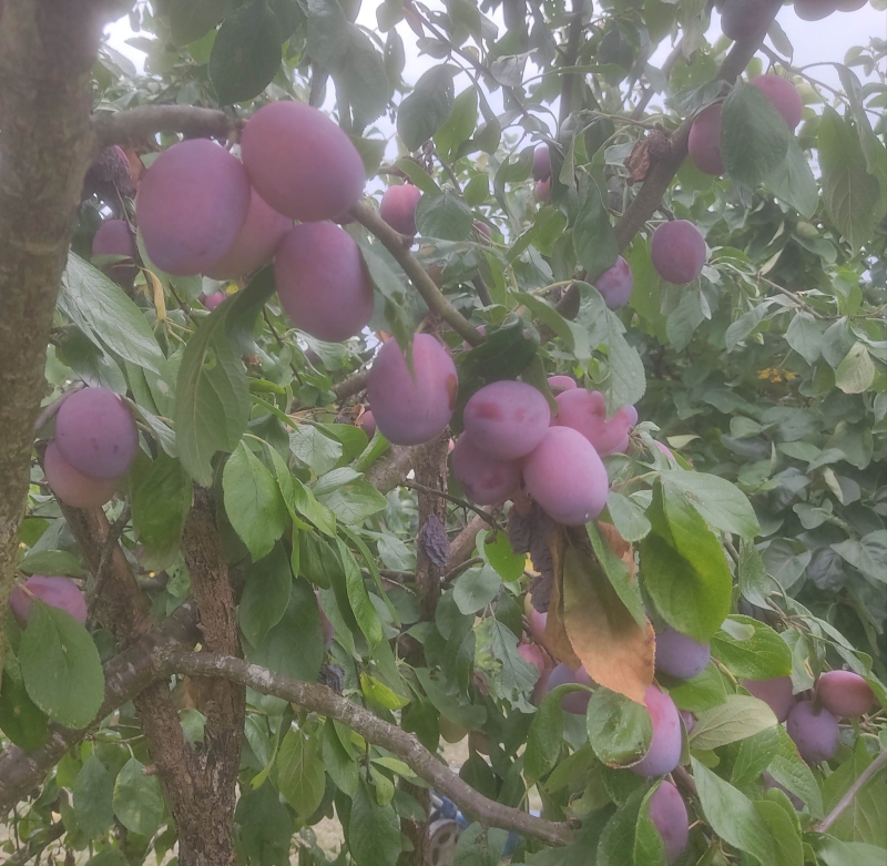 Victoria plums