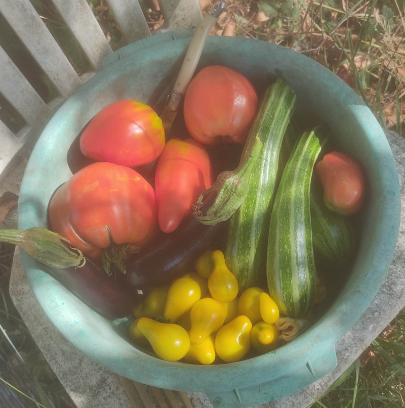 Standard daily harvest